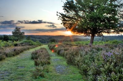 New Forest Driving Tour