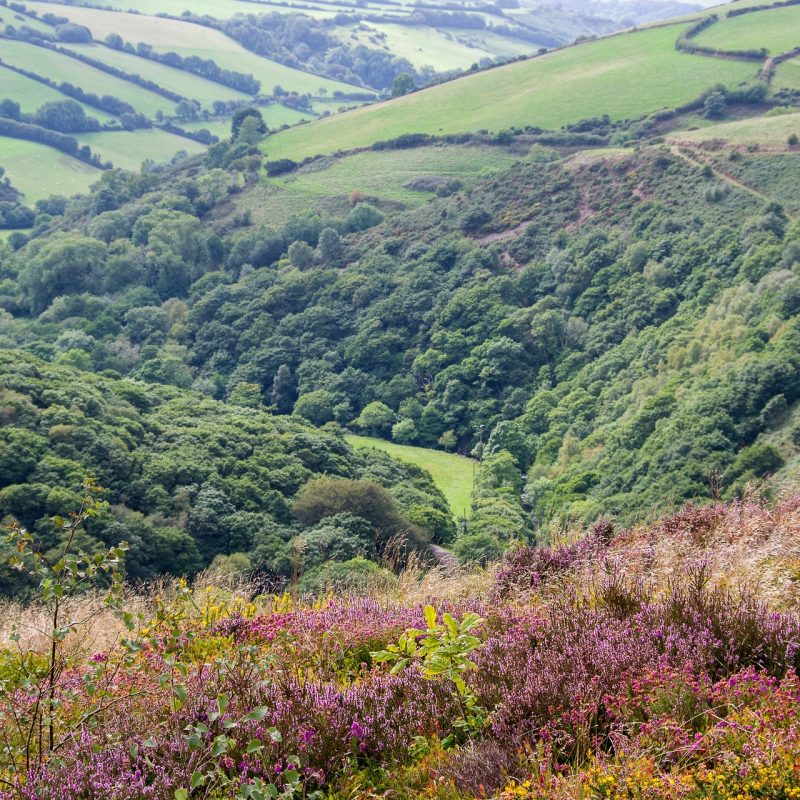 Exmoor Devon