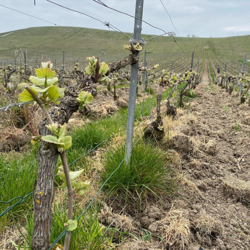 Vines