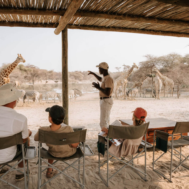 Botswana Thamo giraffe