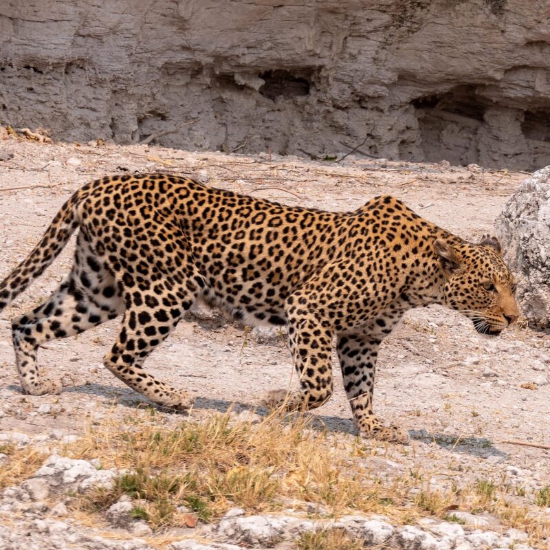 Botswana leopard